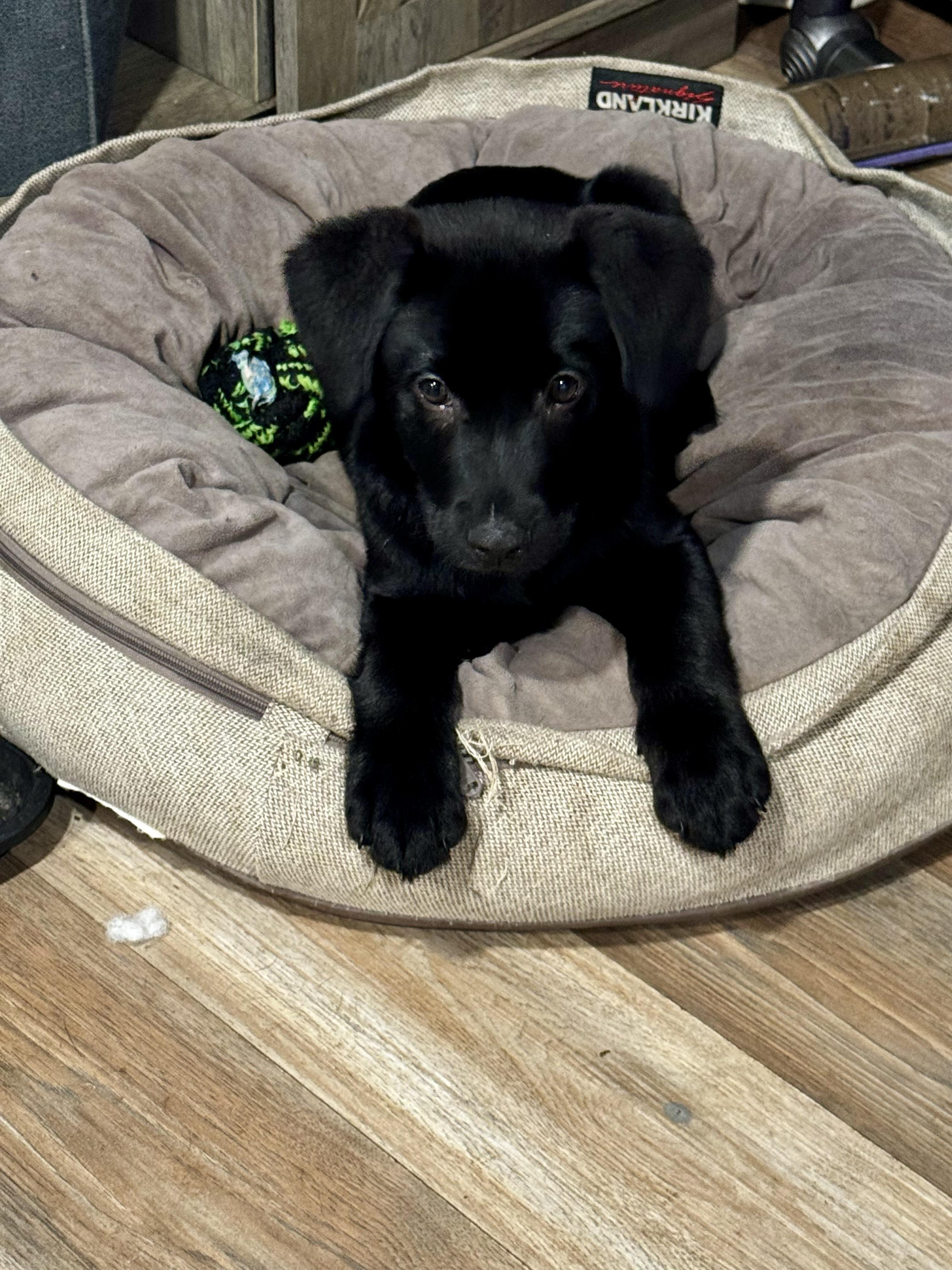 Crosley - ADOPTION PENDING!, adopted, Puppy Male Labrador Retriever.