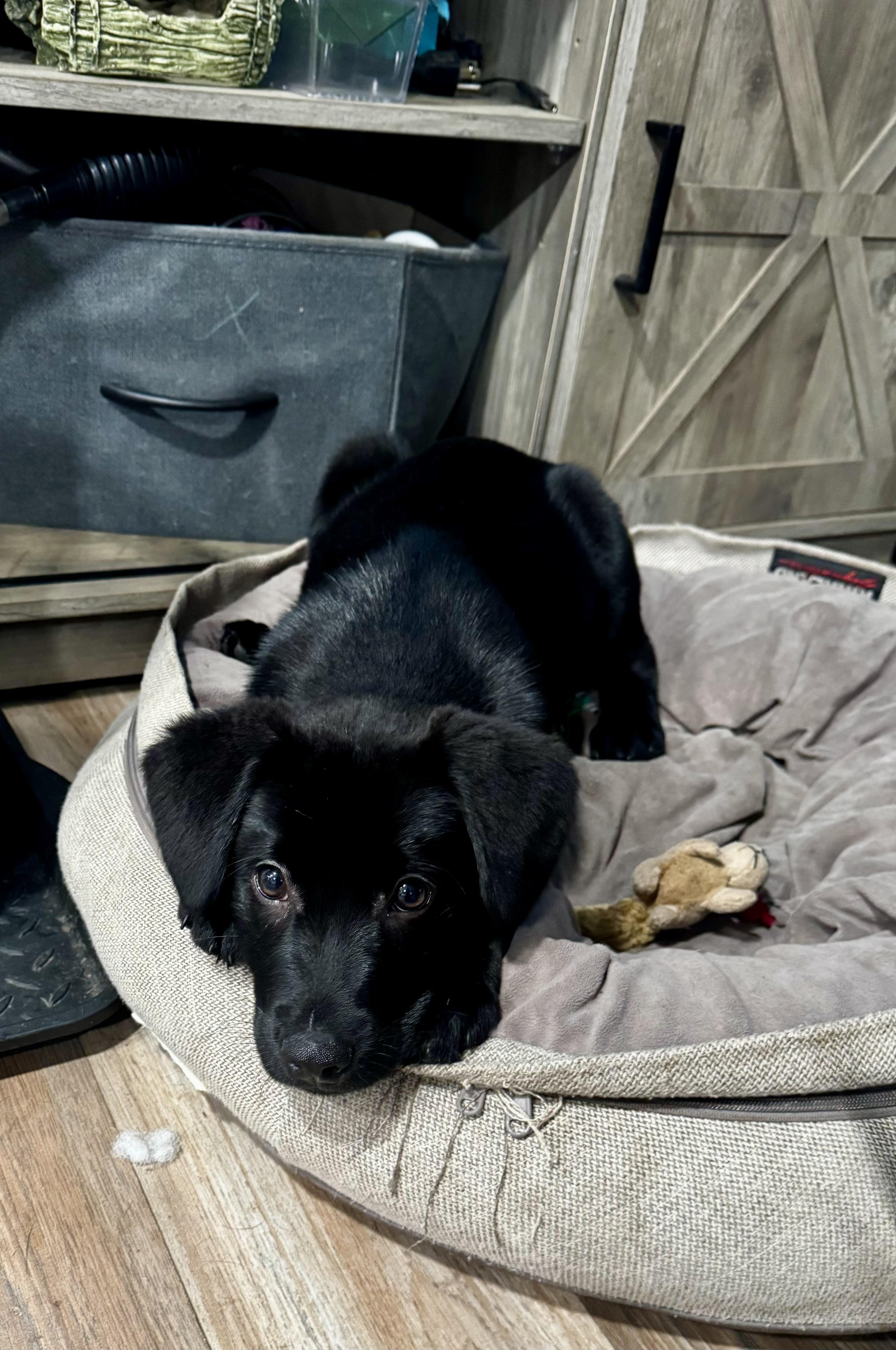 Enlarge Crosley - ADOPTION PENDING!, an adopted mixed breed in Cincinnati, OH image 3/3