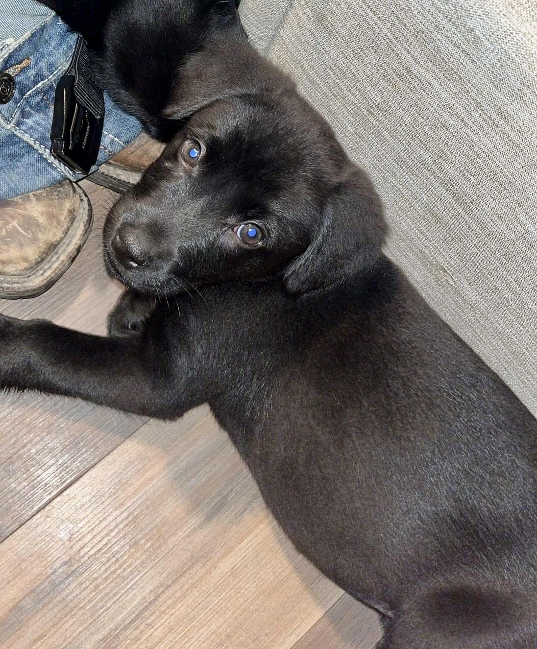 Enlarge Crosley - ADOPTION PENDING!, an adopted mixed breed in Cincinnati, OH image 2/3