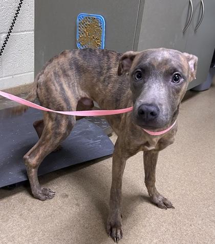 Enlarge Coal, a Adoptable mixed breed in Lewisville, TX image 1/1