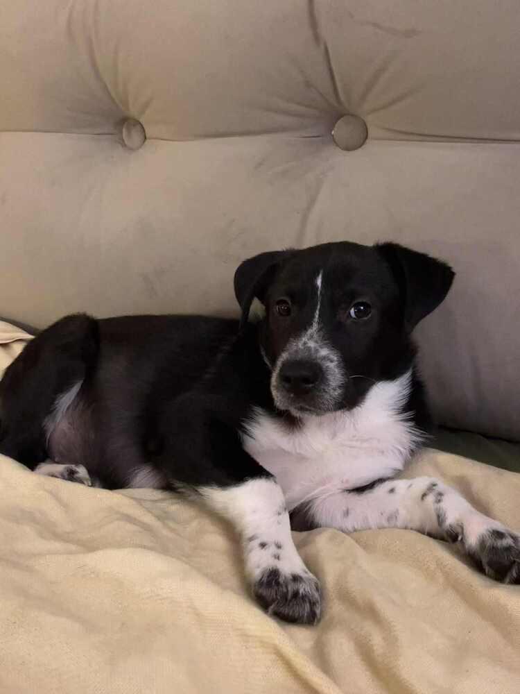 Maple, Adoptable, Puppy Female Labrador Retriever.