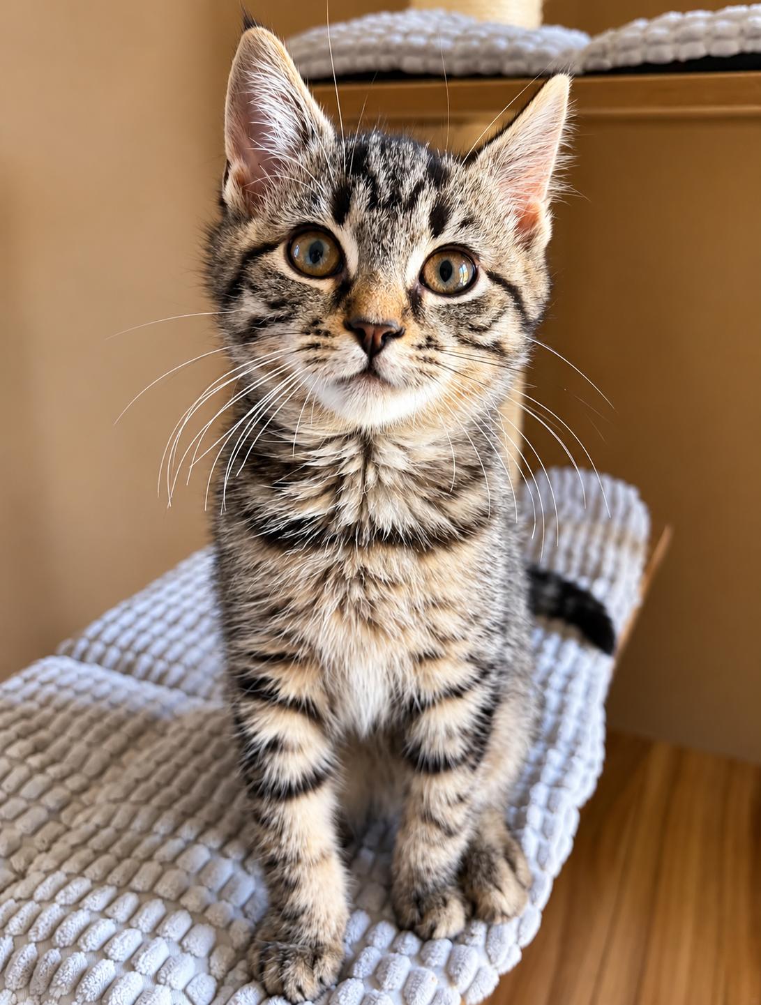 Cats & Kittens for Adoption in Dansville, NY | Petfinder