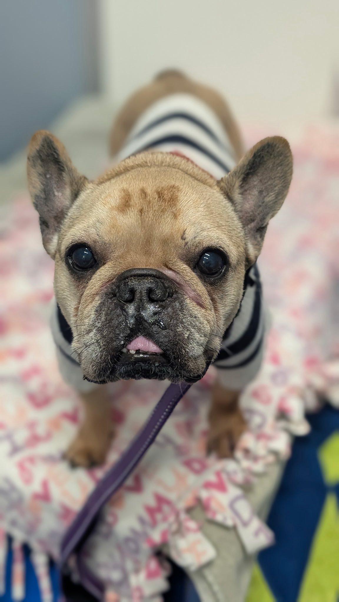 Enlarge Emma Love, an adopted French Bulldog in Breinigsville, PA image 2/6