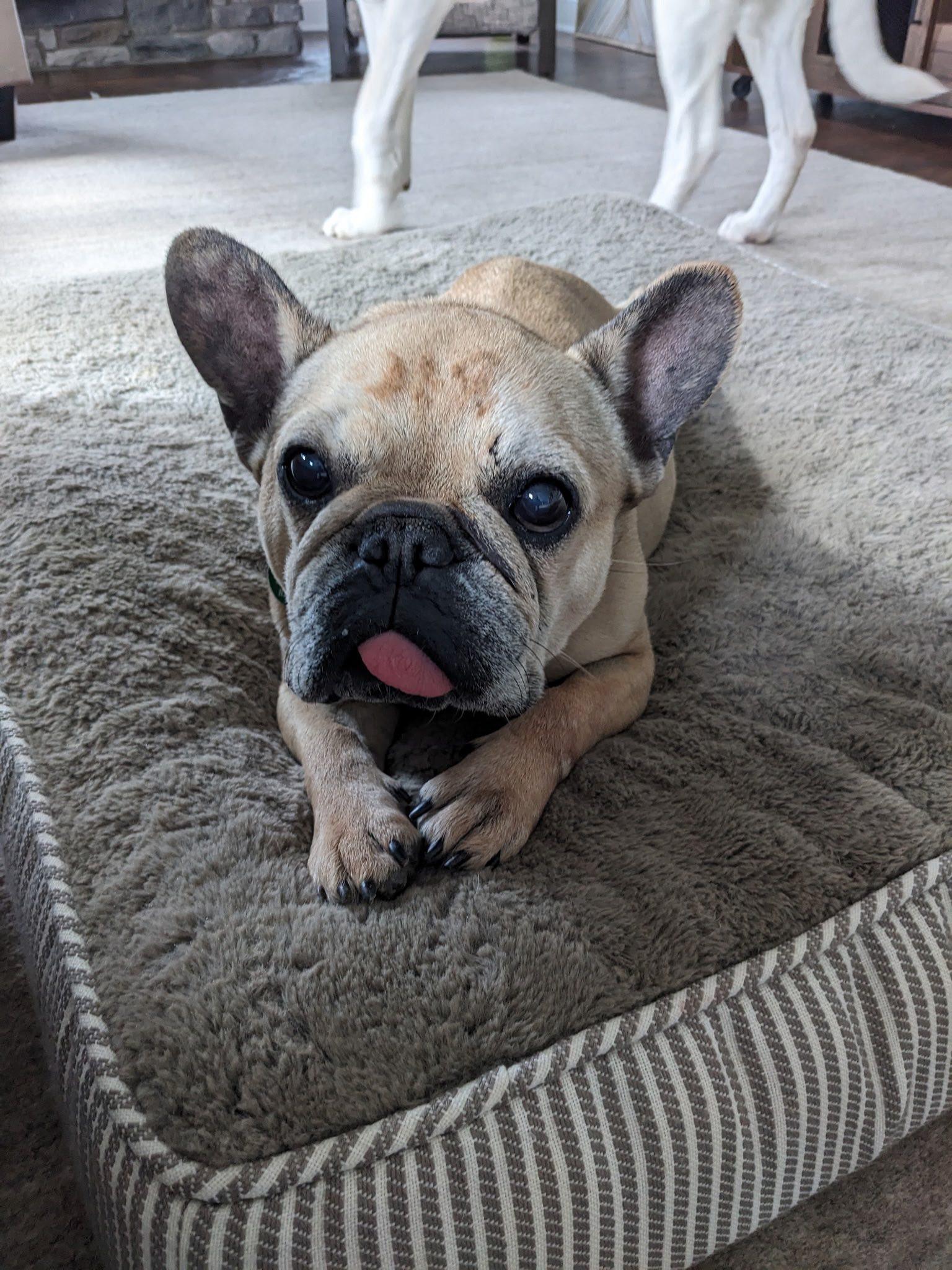 Enlarge Emma Love, an adopted French Bulldog in Breinigsville, PA image 4/6