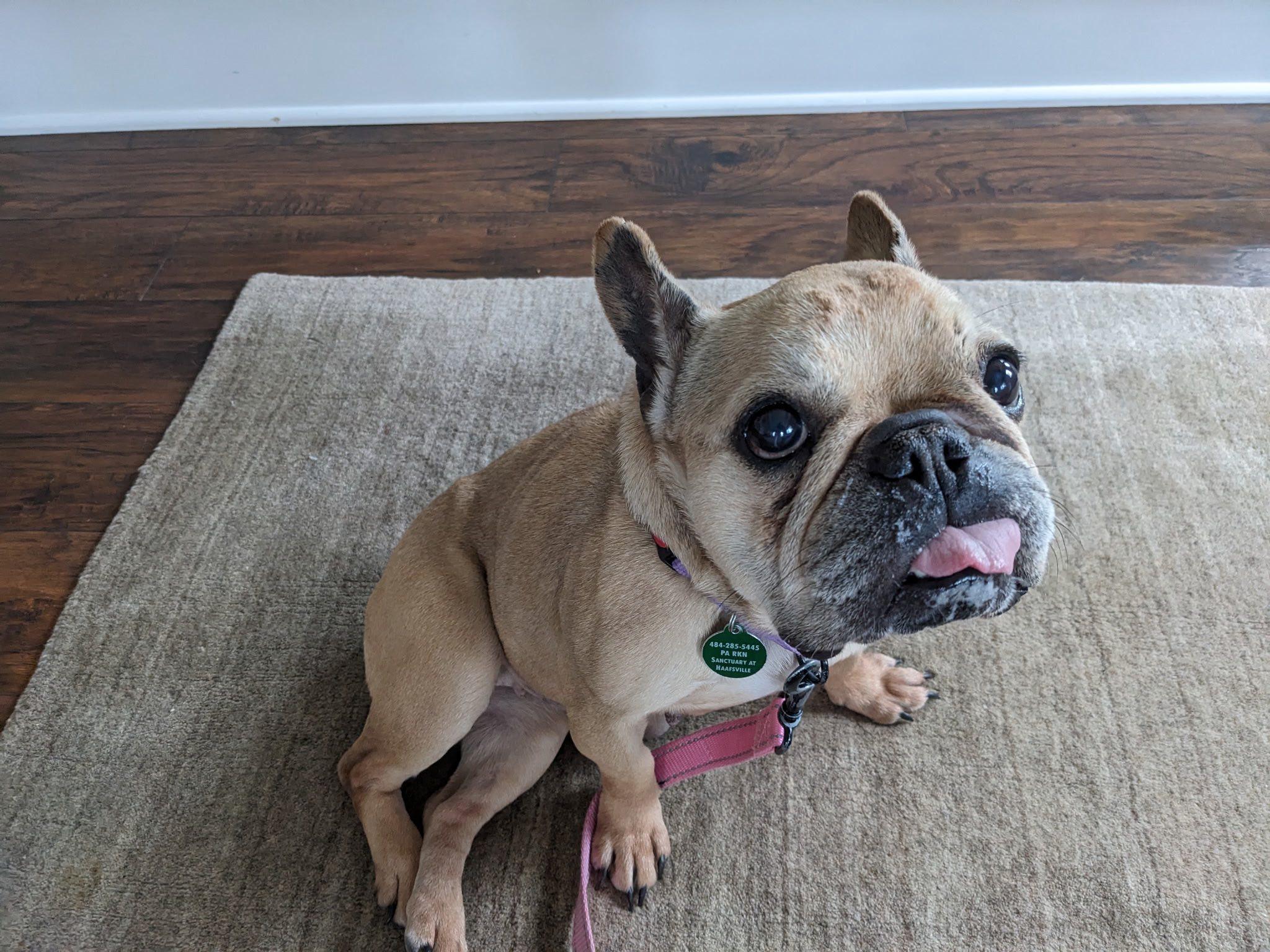 Enlarge Emma Love, an adopted French Bulldog in Breinigsville, PA image 3/6