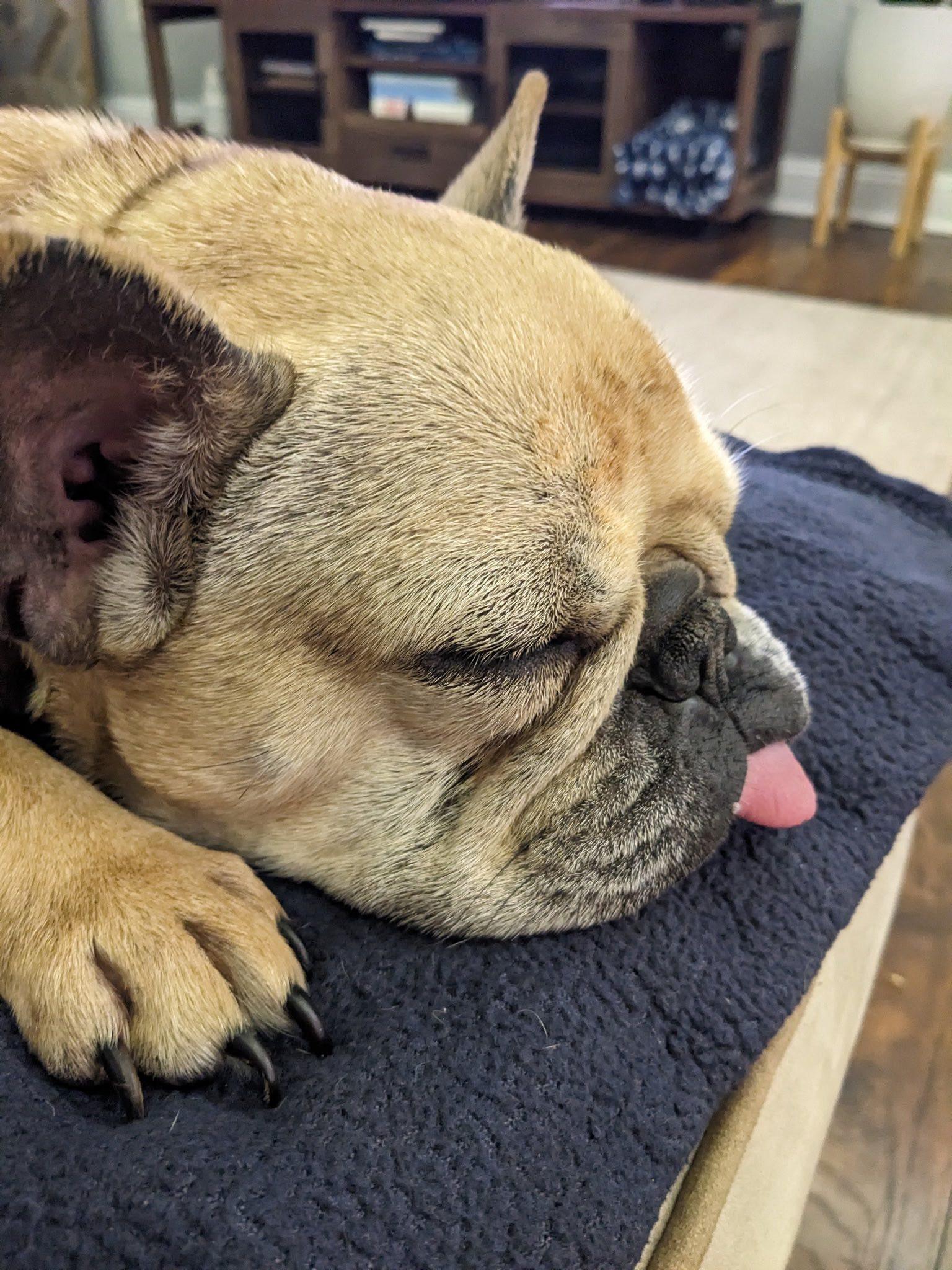 Enlarge Emma Love, an adopted French Bulldog in Breinigsville, PA image 5/6