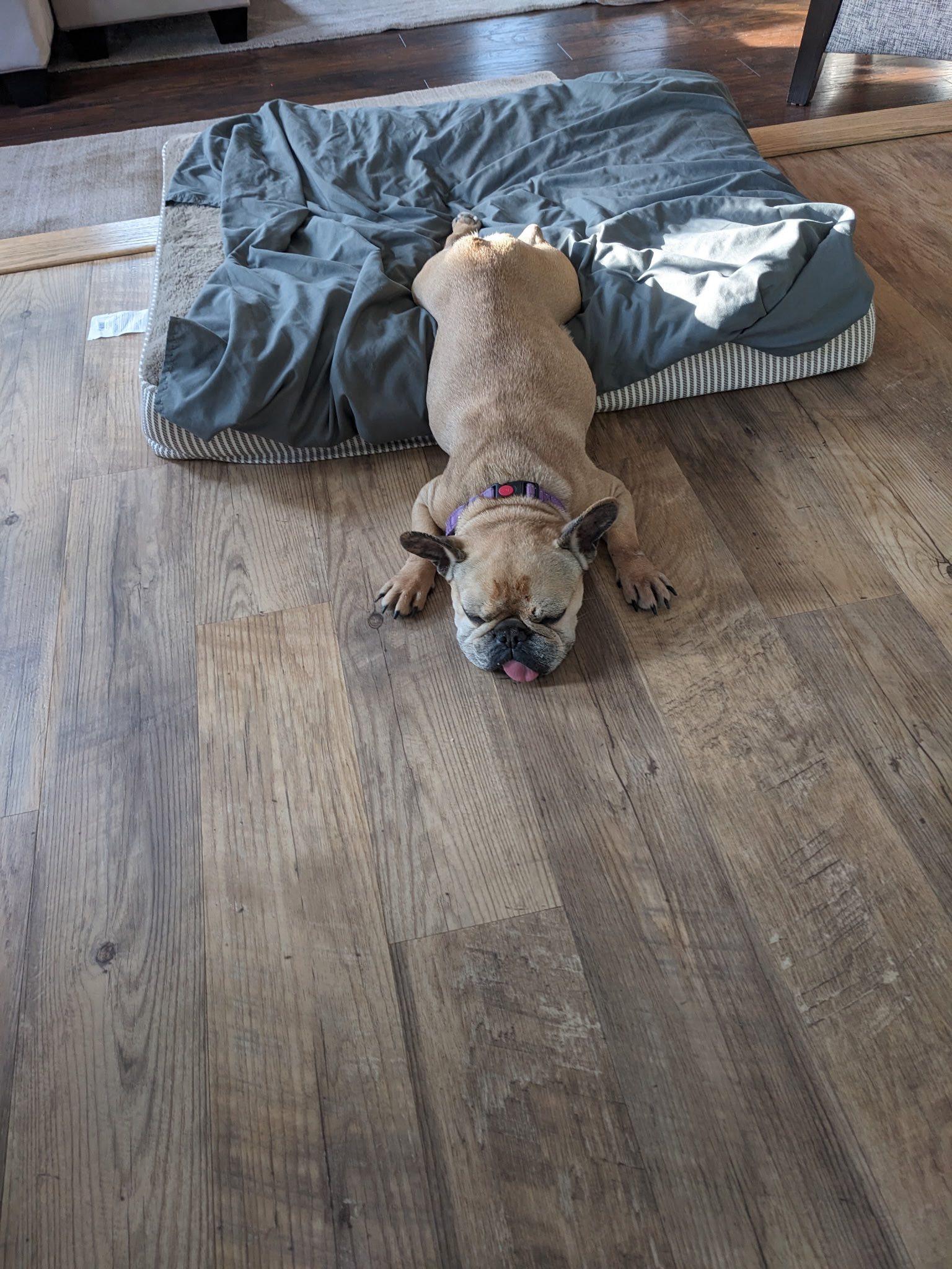 Enlarge Emma Love, an adopted French Bulldog in Breinigsville, PA image 6/6