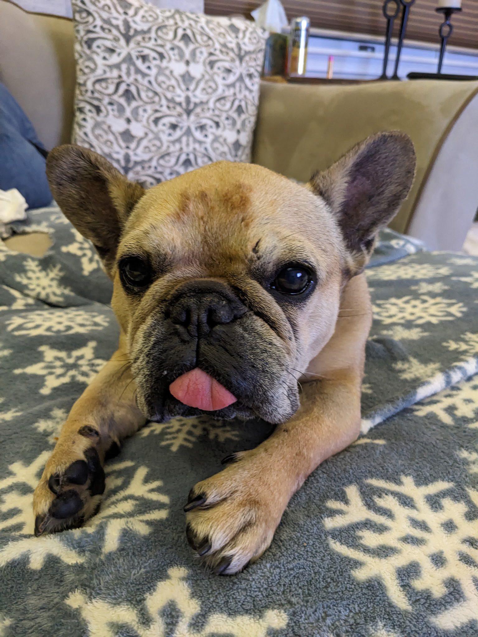 Emma Love, adopted, Adult Male French Bulldog.