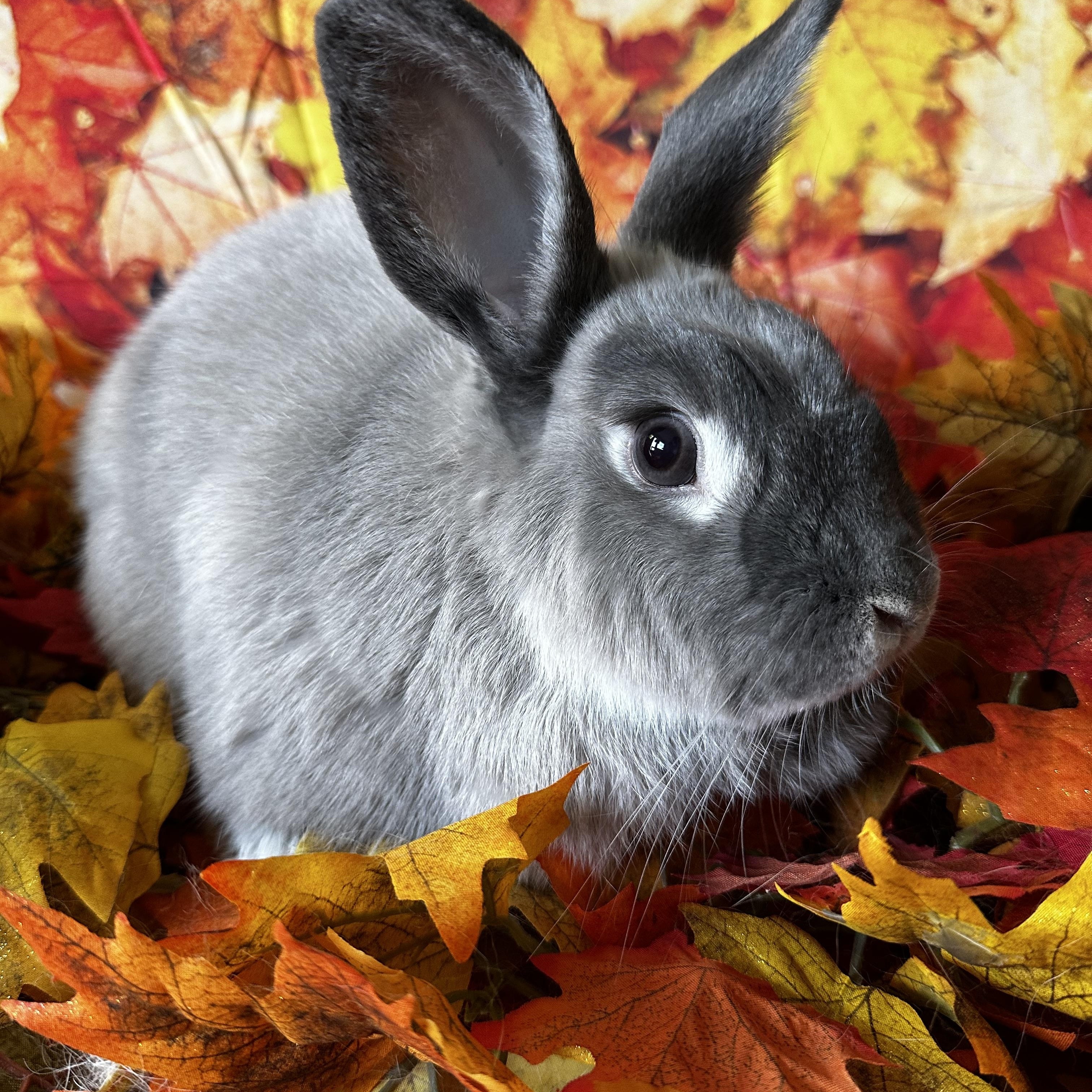 Enlarge Milo, a Adoptable American Sable in Northampton, MA image 1/1