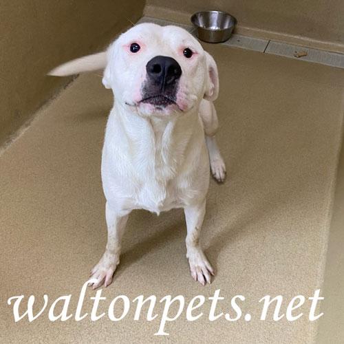 Chiko #17188, Adult Male American Bulldog