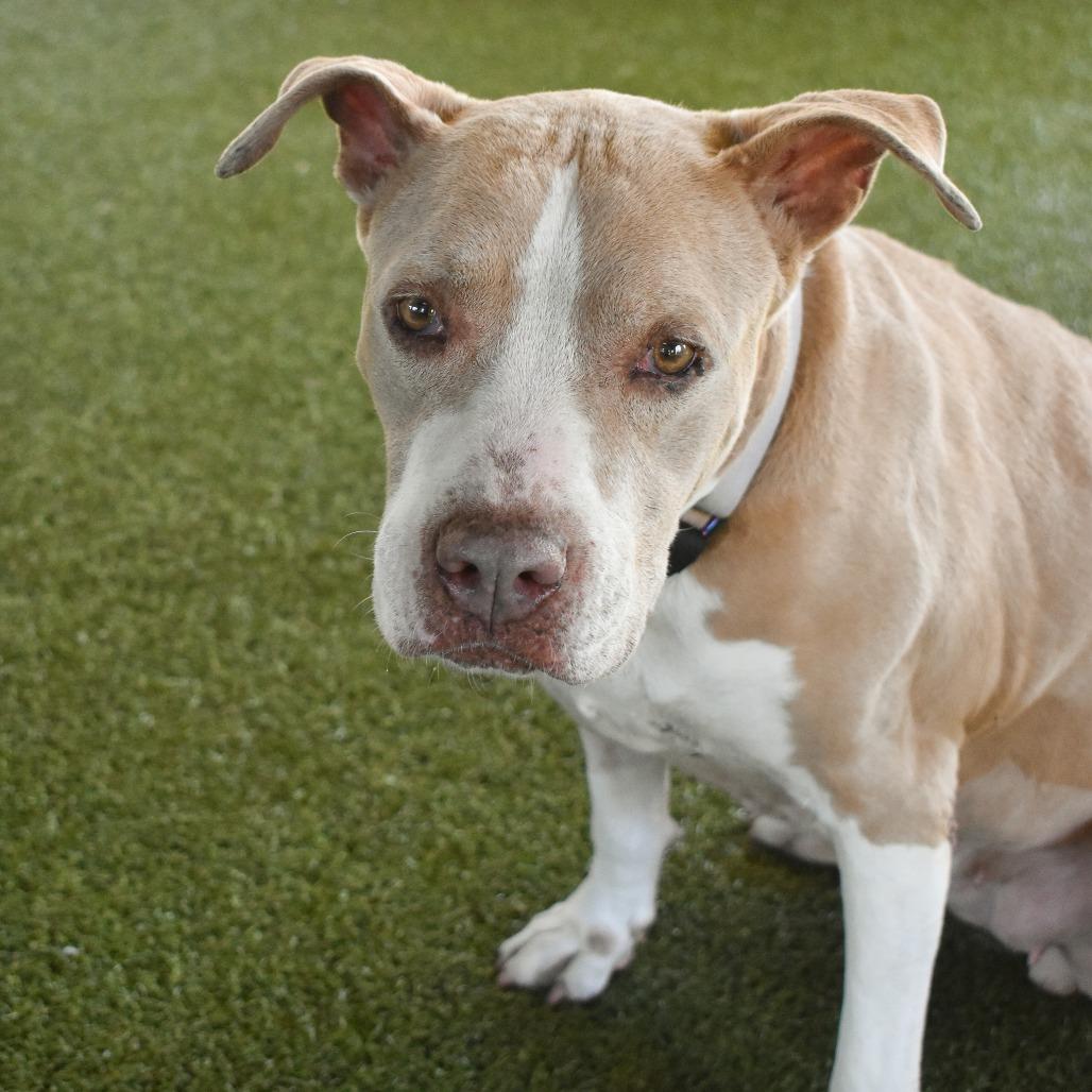Fiona, Adoptable, Senior Female Mixed Breed.