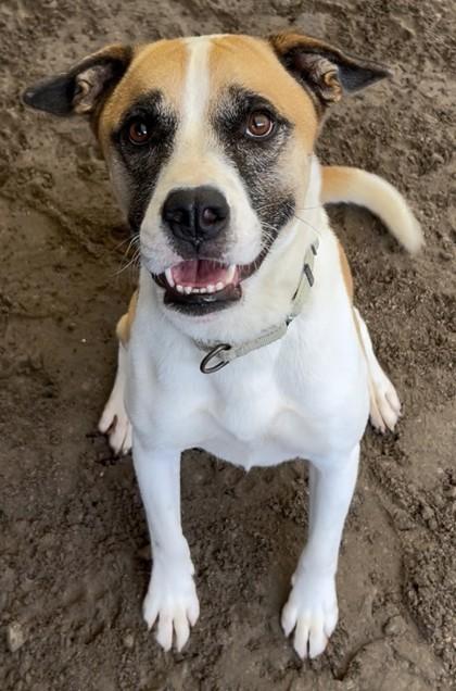 Alejandro, Adoptable, Adult Male Boxer & Mixed Breed.