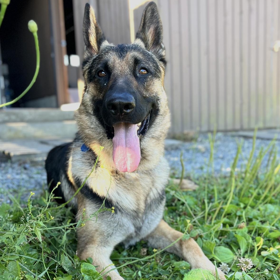 Maverick, an adopted German Shepherd Dog in Bellingham, WA image 2/5