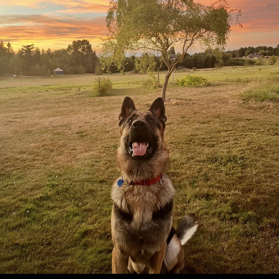 Maverick, an adopted German Shepherd Dog in Bellingham, WA image 5/5