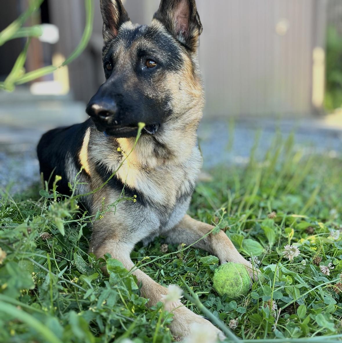 Maverick, an adopted German Shepherd Dog in Bellingham, WA image 4/5
