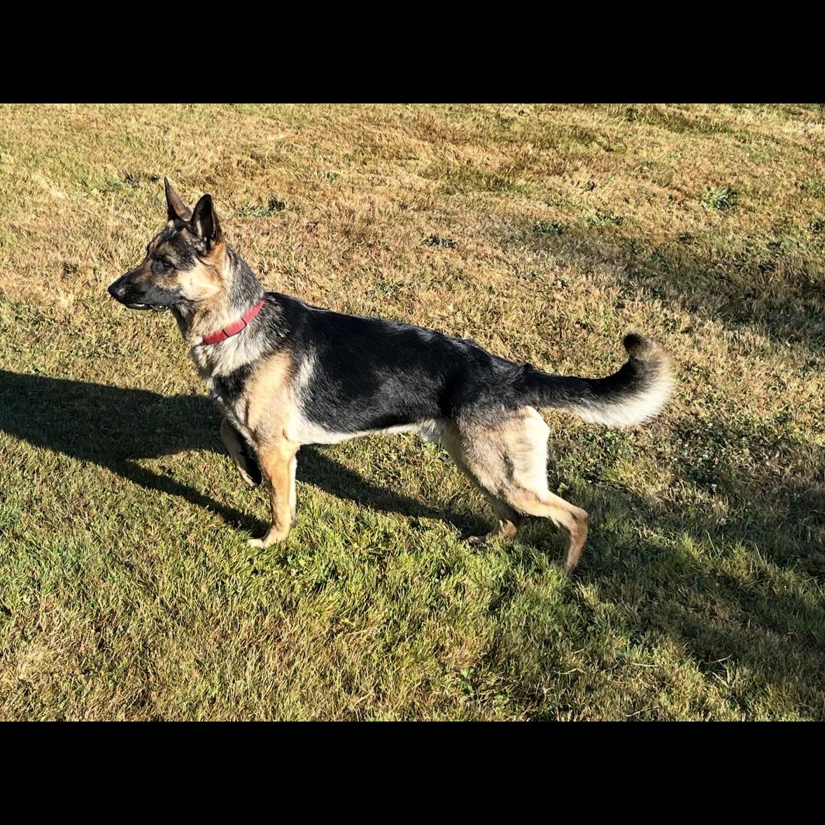 Maverick, an adopted German Shepherd Dog in Bellingham, WA image 3/5