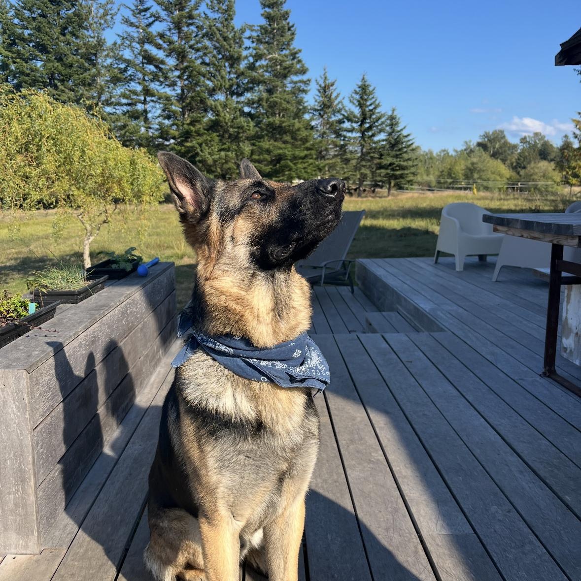 Maverick, an adopted German Shepherd Dog in Bellingham, WA image 1/5