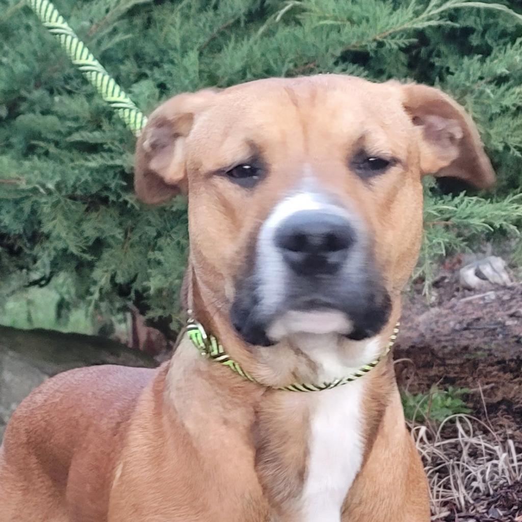 Enlarge Dougie, a Adoptable mixed breed in Chehalis, WA image 1/3
