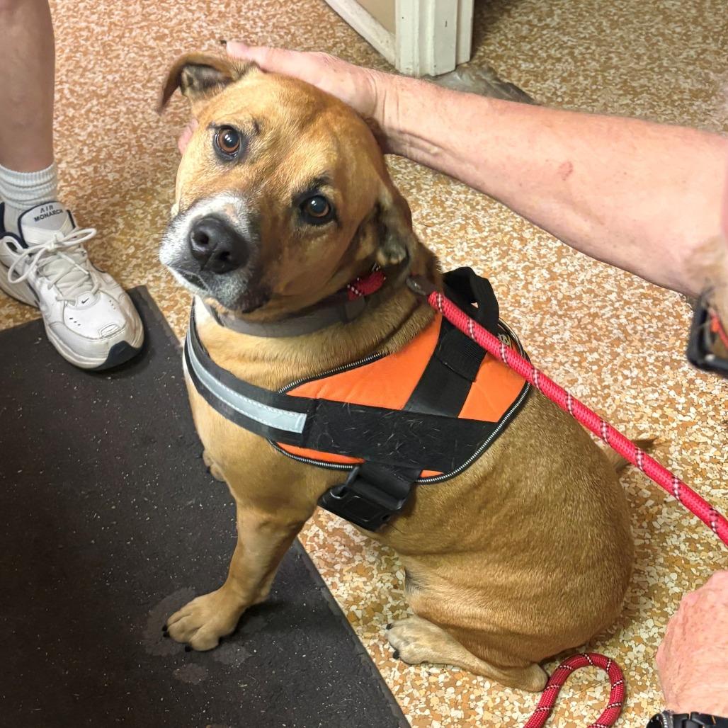 Enlarge Dougie, a Adoptable mixed breed in Chehalis, WA image 2/3