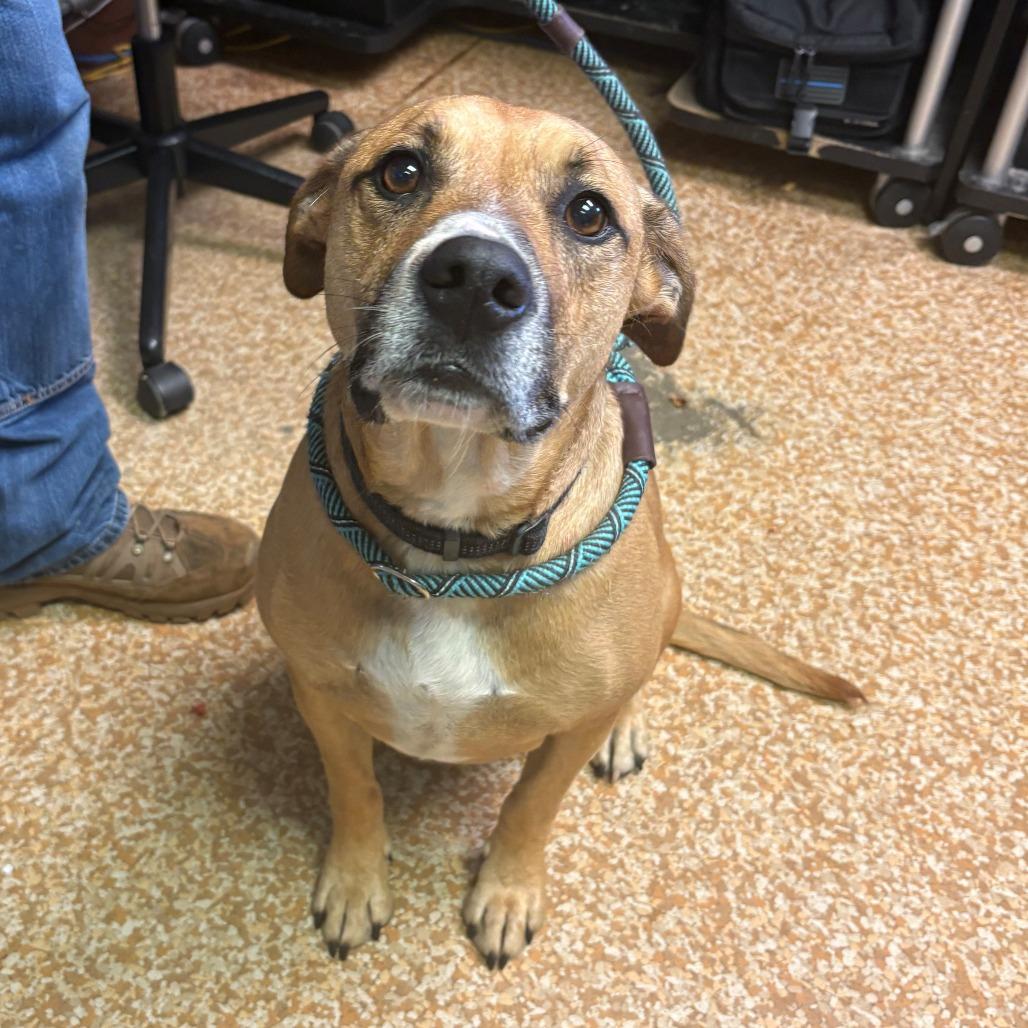 Enlarge Dougie, a Adoptable mixed breed in Chehalis, WA image 3/3
