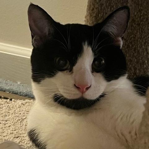 Ted, Adoptable, Young Male Domestic Short Hair.