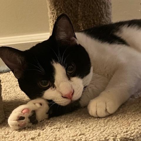 Enlarge Ted, a Adoptable Domestic Short Hair in Granville, OH image 2/2