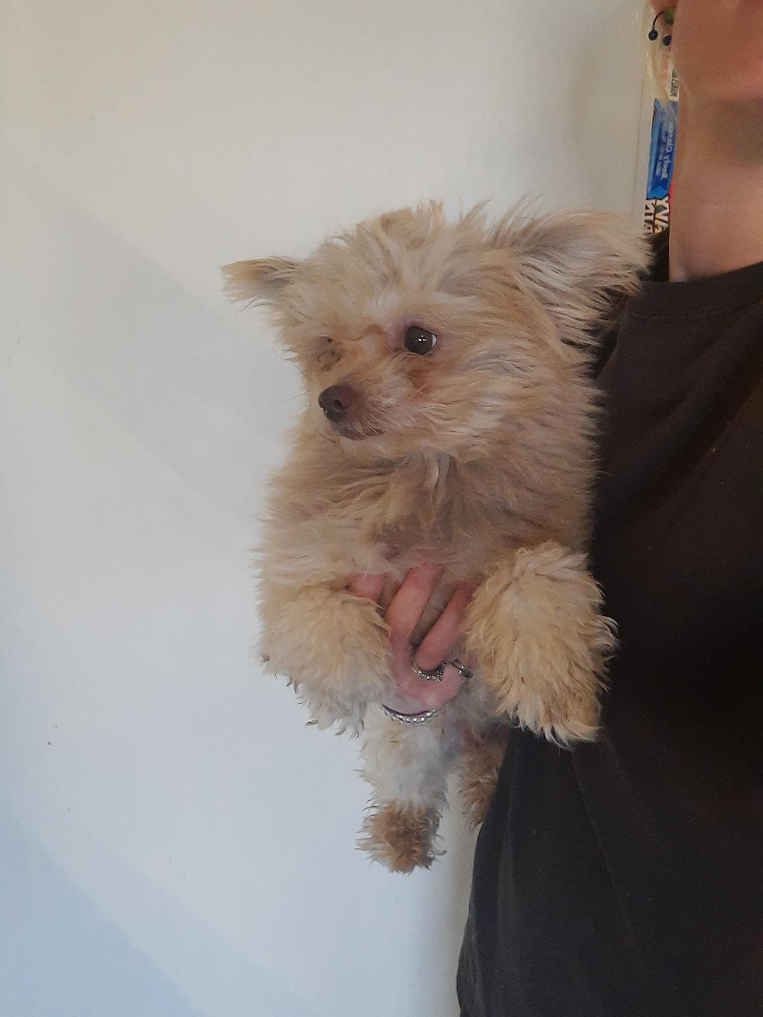 Coco, Adopted, Adult Male Maltipoo.