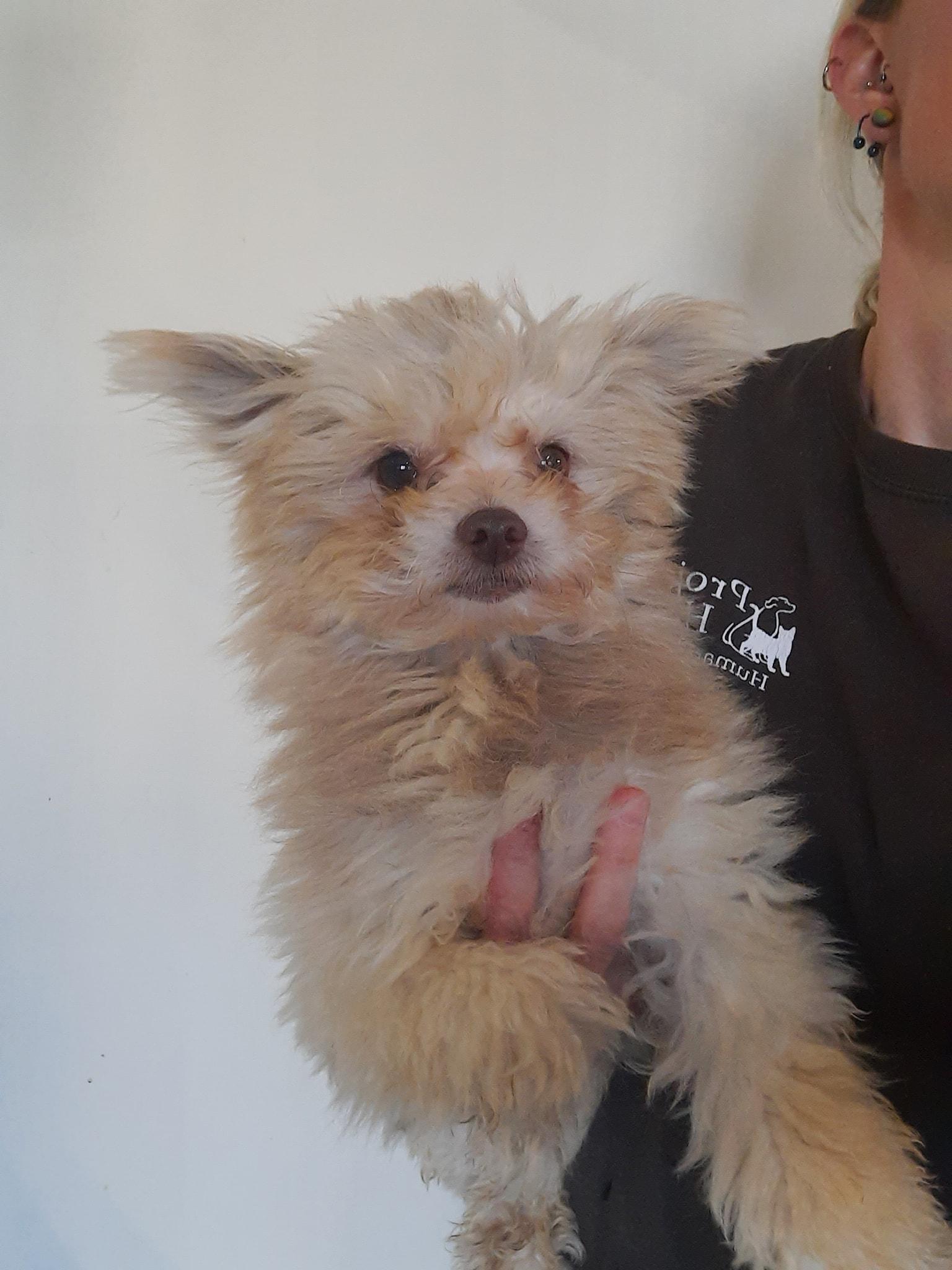 Enlarge Coco, a Adopted Maltipoo in Metropolis, IL image 2/2