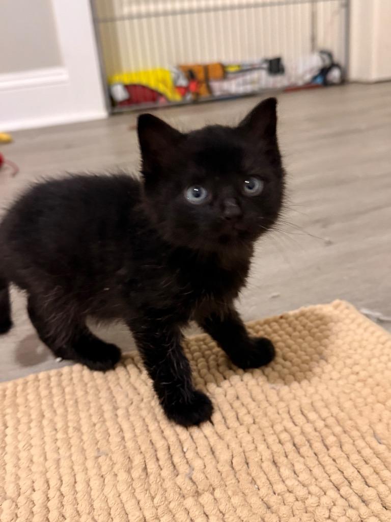 Enlarge Grumpy, a Adoptable mixed breed in Newnan, GA image 1/2