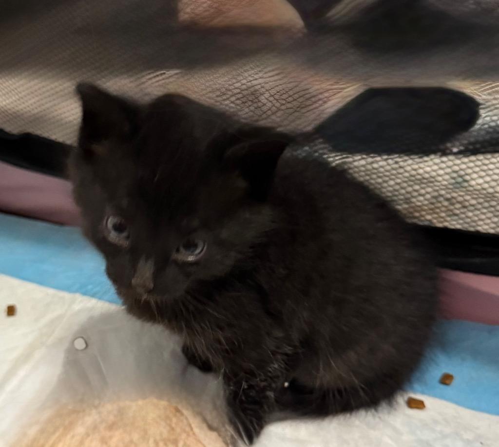 Enlarge Grumpy, a Adoptable mixed breed in Newnan, GA image 2/2