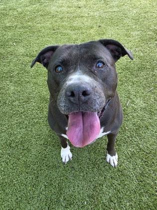 Enlarge Dawn, a Adoptable mixed breed in Savannah, GA image 1/3