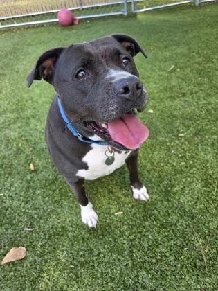 Enlarge Dawn, a Adoptable mixed breed in Savannah, GA image 3/3