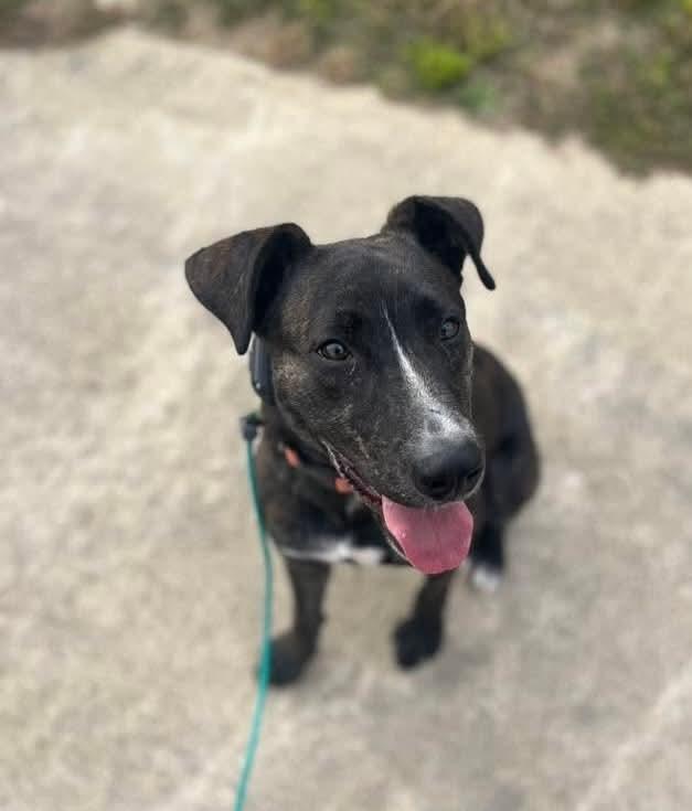 Enlarge Sam I Am, a Adoptable mixed breed in Germantown, OH image 1/3