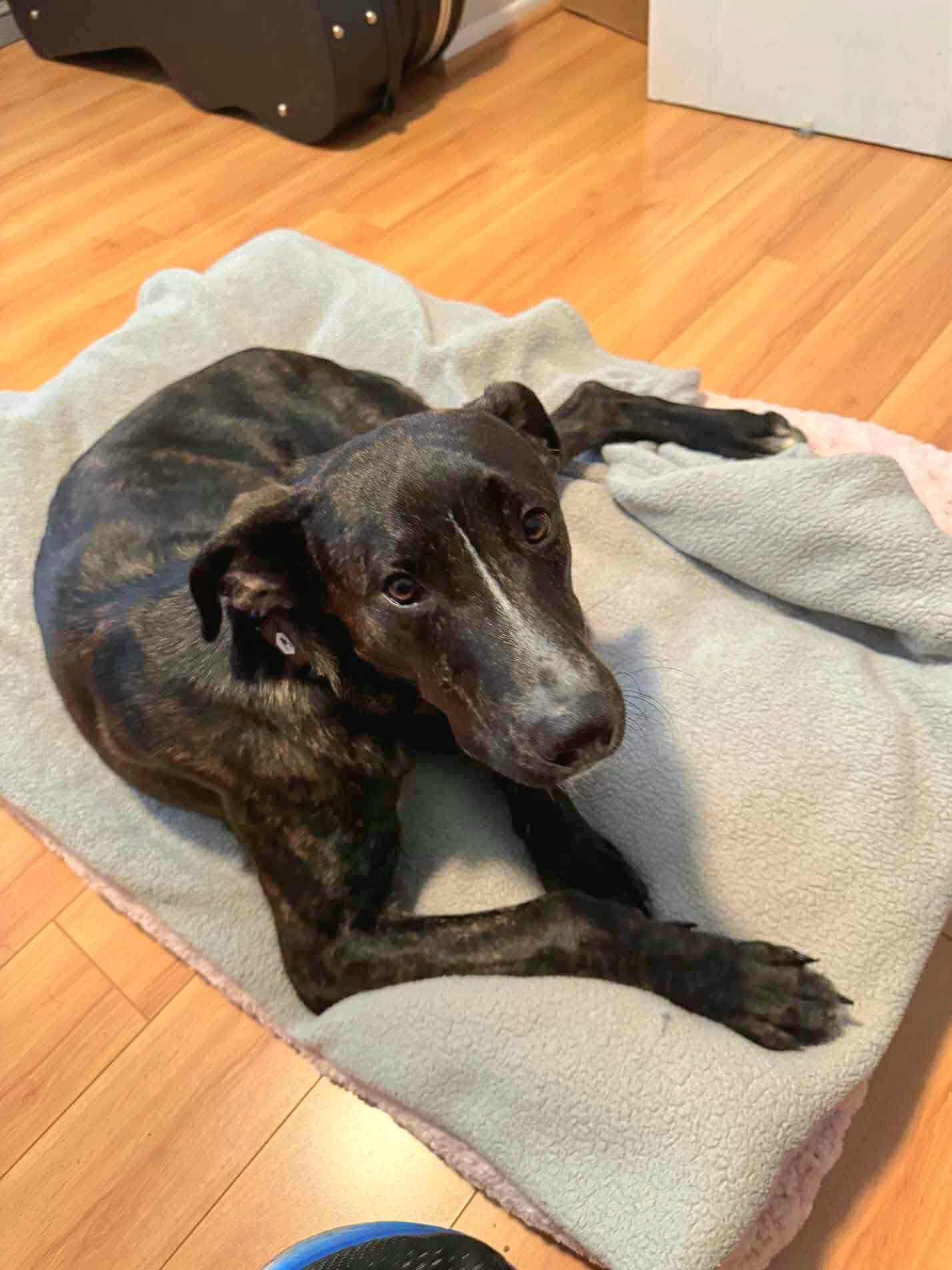 Enlarge Sam I Am, a Adoptable mixed breed in Germantown, OH image 2/3