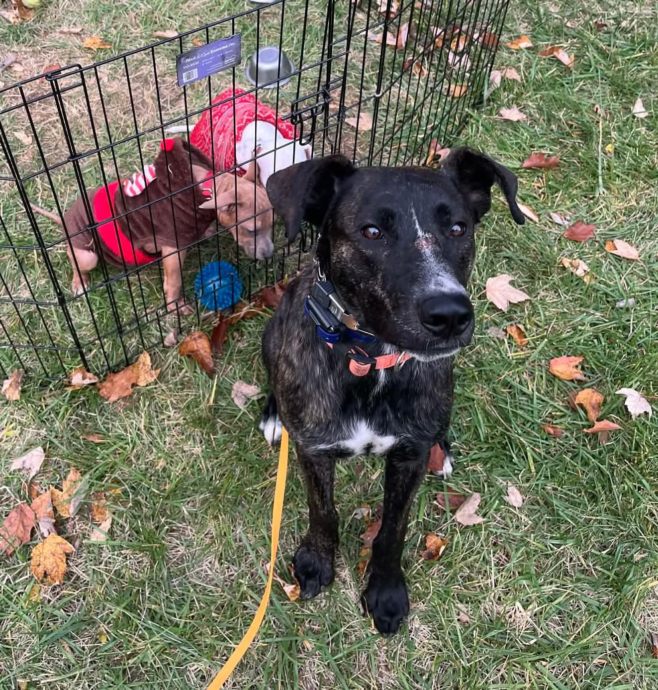 Enlarge Sam I Am, a Adoptable mixed breed in Germantown, OH image 3/3