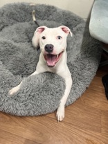 Enlarge Ace (143231) (In a Foster Home), a Adoptable mixed breed in Baton Rouge, LA image 1/3