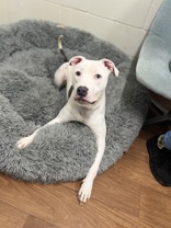 Ace (143231) (In a Foster Home)