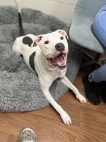 Ace (143231) (In a Foster Home)