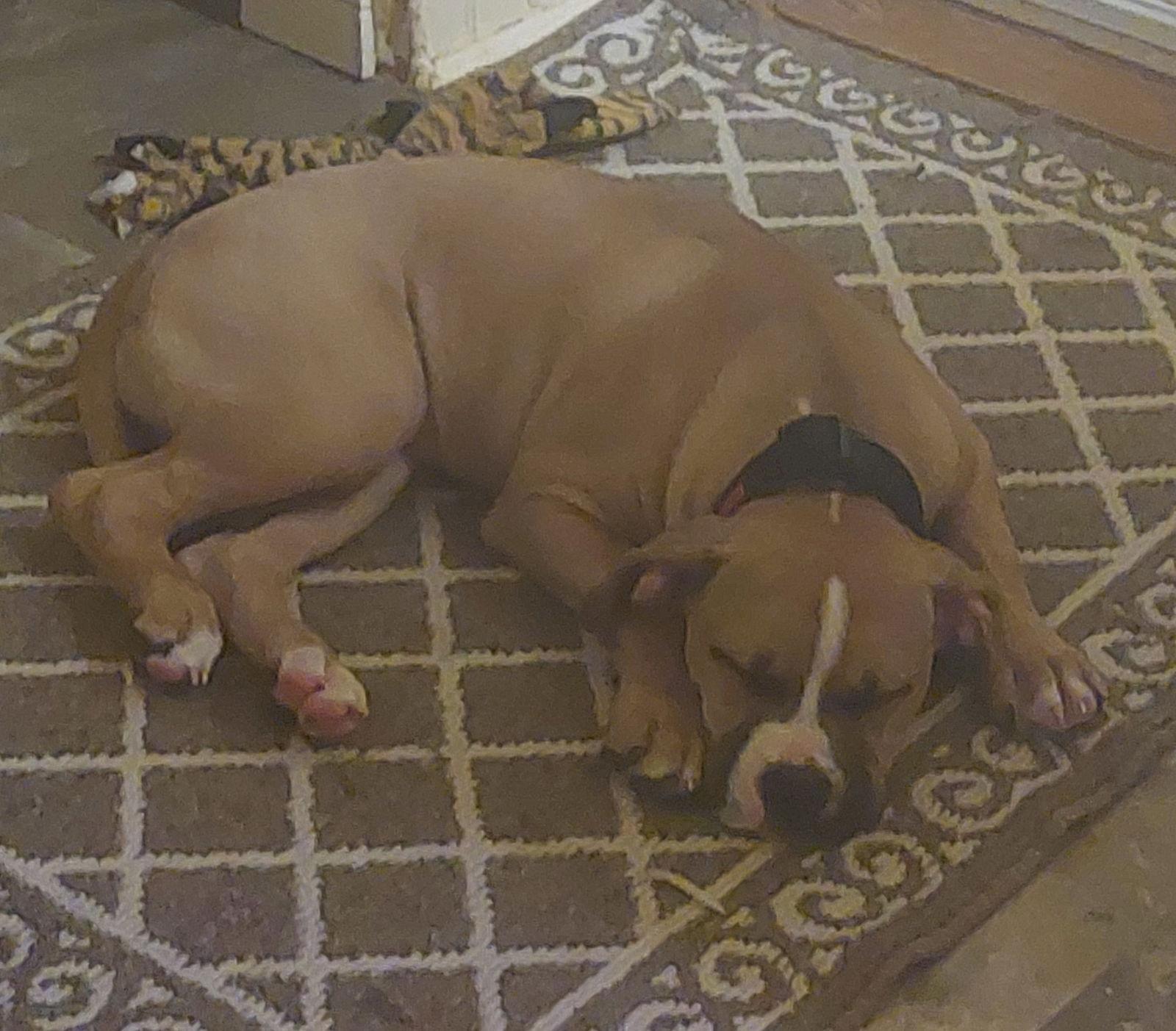 Enlarge Woody, a Adoptable mixed breed in Etobicoke, ON image 1/3