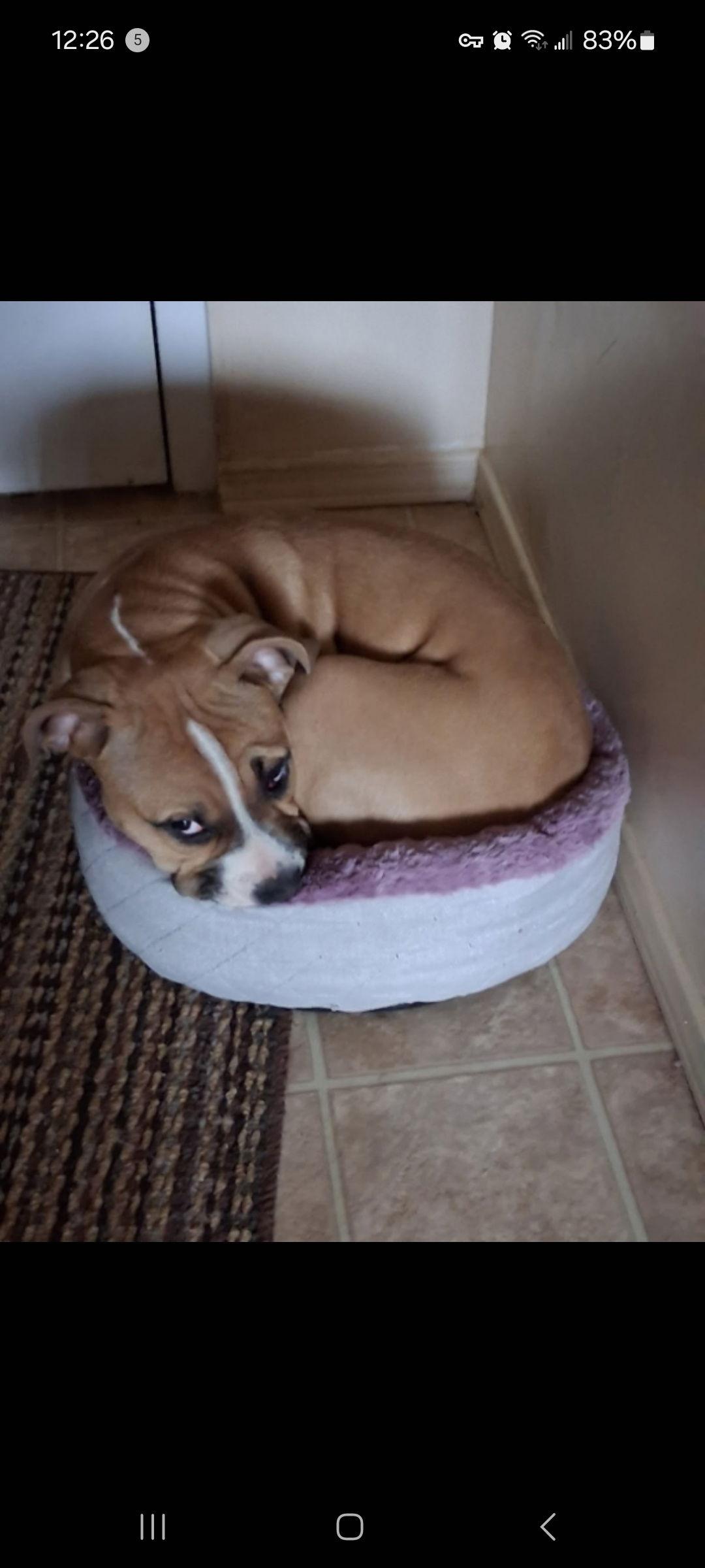 Enlarge Woody, a Adoptable mixed breed in Etobicoke, ON image 2/3