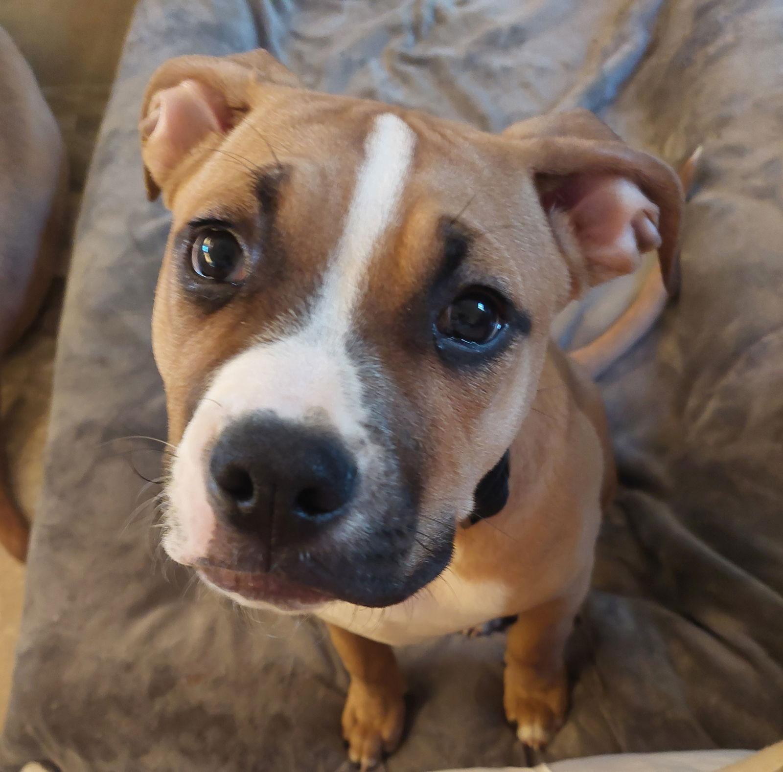 Enlarge Woody, a Adoptable mixed breed in Etobicoke, ON image 3/3