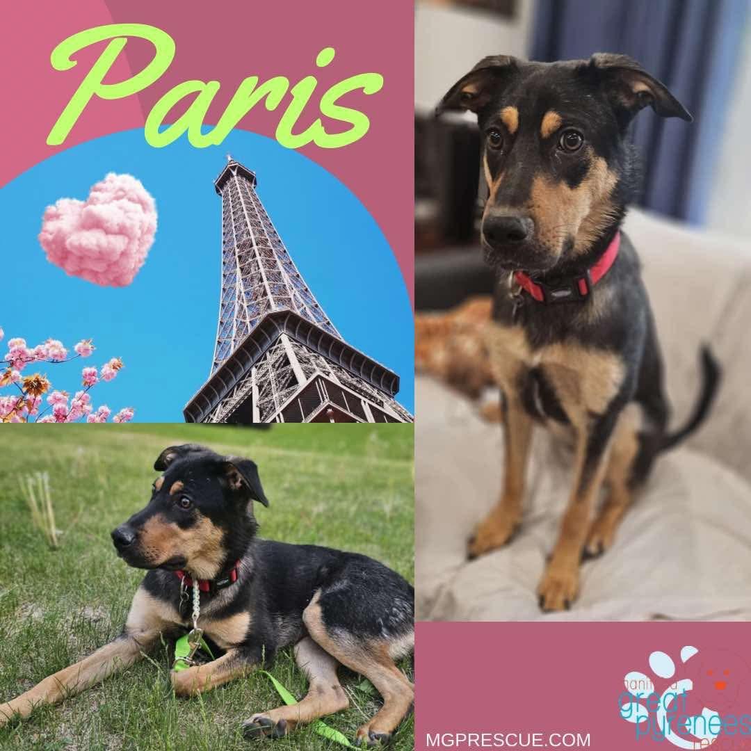 Paris, an adoptable Rottweiler in New Bothwell, MB, R0A 1C0 | Photo Image 1