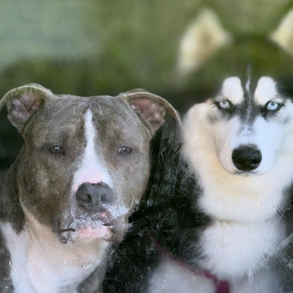 Buddy, Adoptable, Adult Male Mixed Breed.