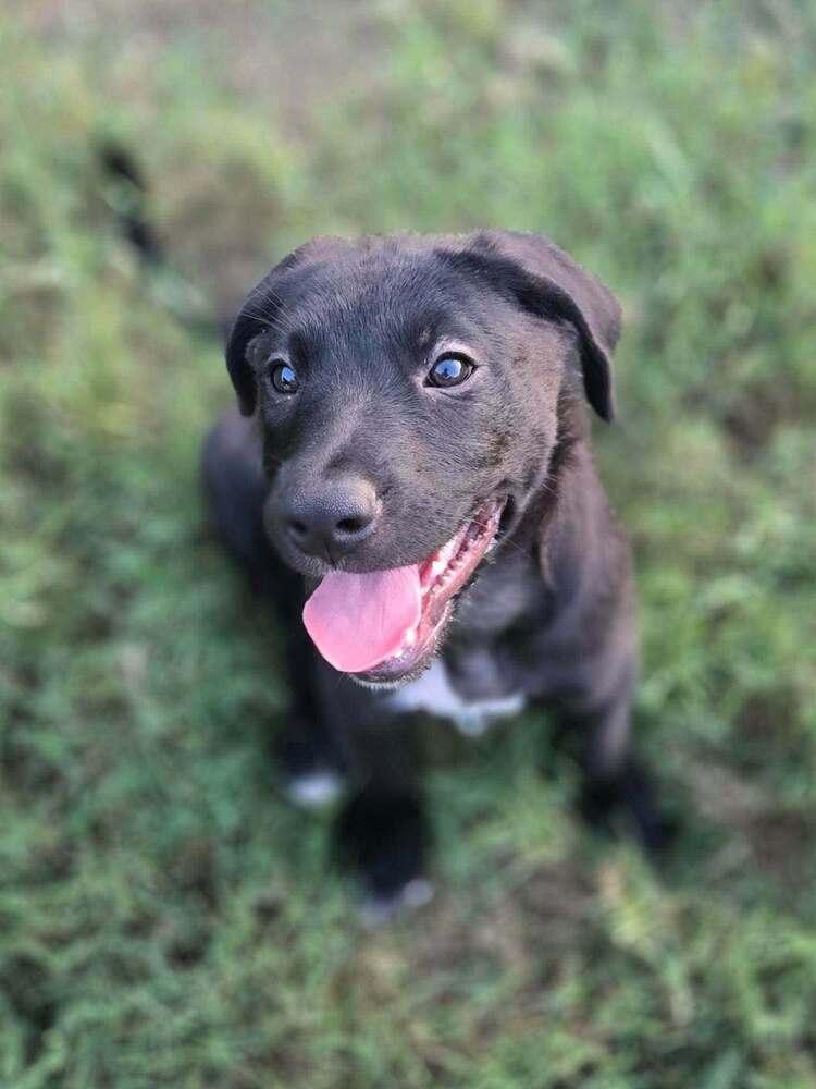 Enzo, Adoptable, Puppy Male Labrador Retriever & Terrier.