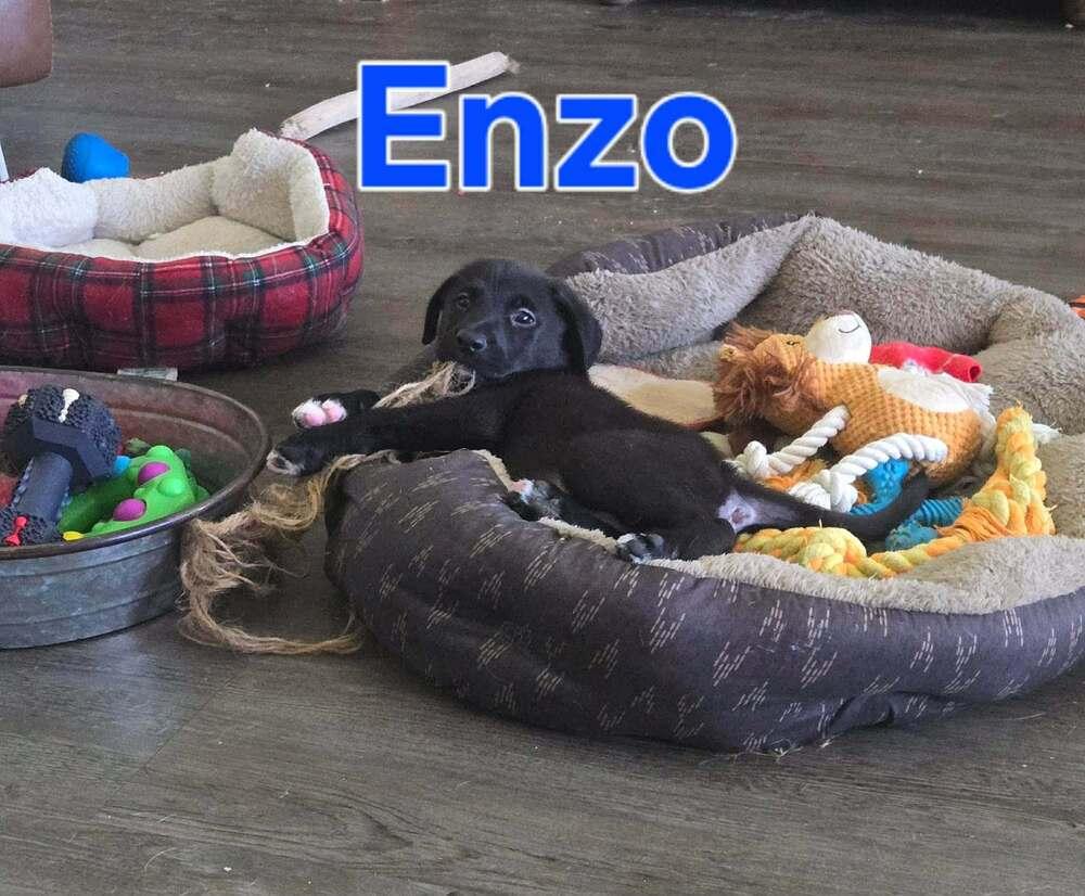 Enlarge Enzo, a Adoptable mixed breed in Saugus, MA image 3/4