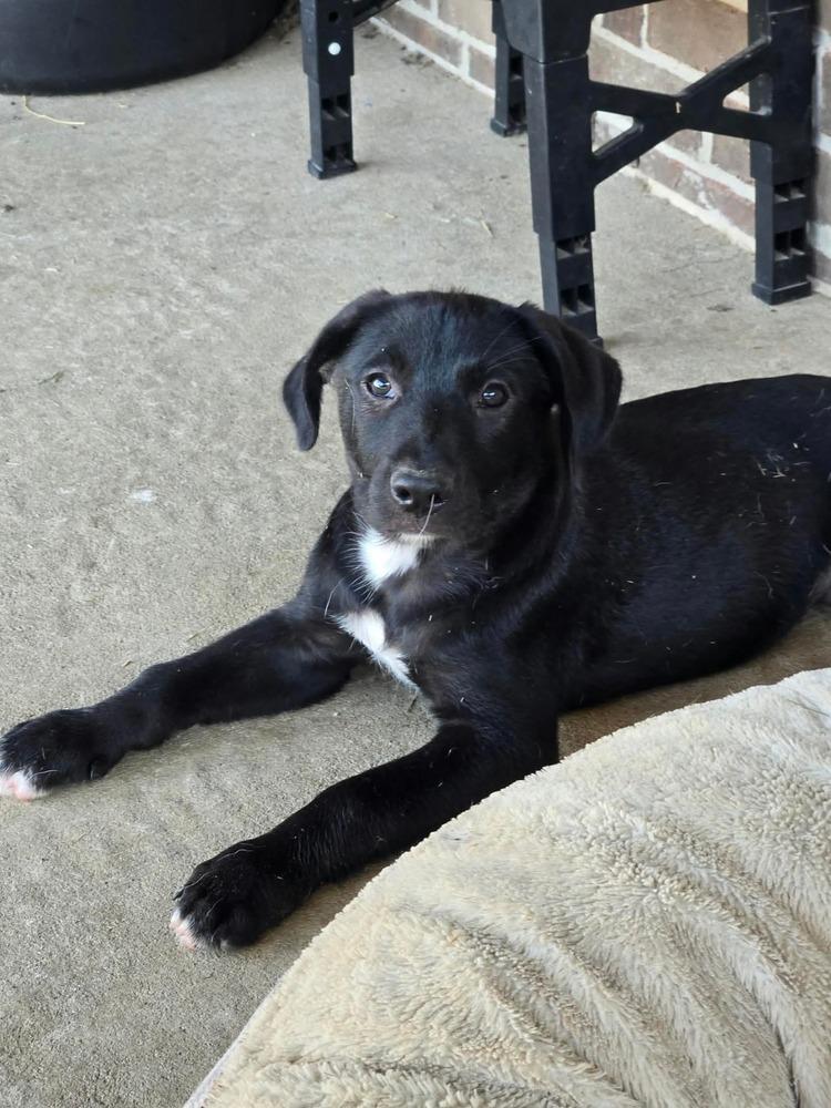 Enlarge Enzo, a Adoptable mixed breed in Saugus, MA image 4/4