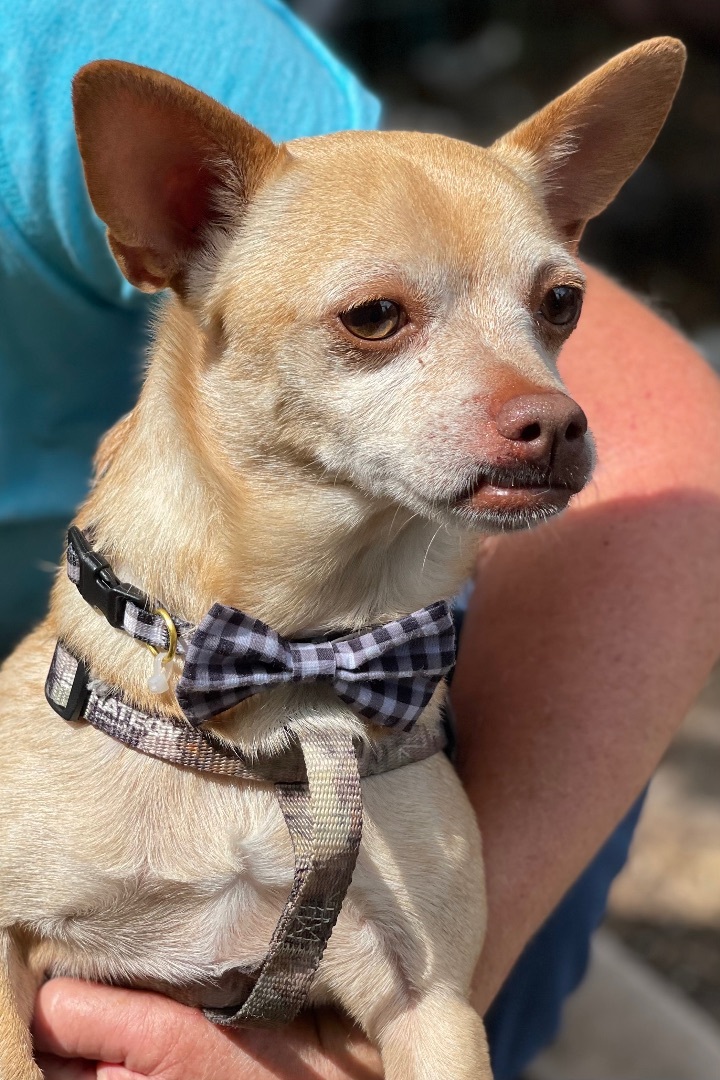 Buddy, Adoptable, Senior Male Chihuahua.