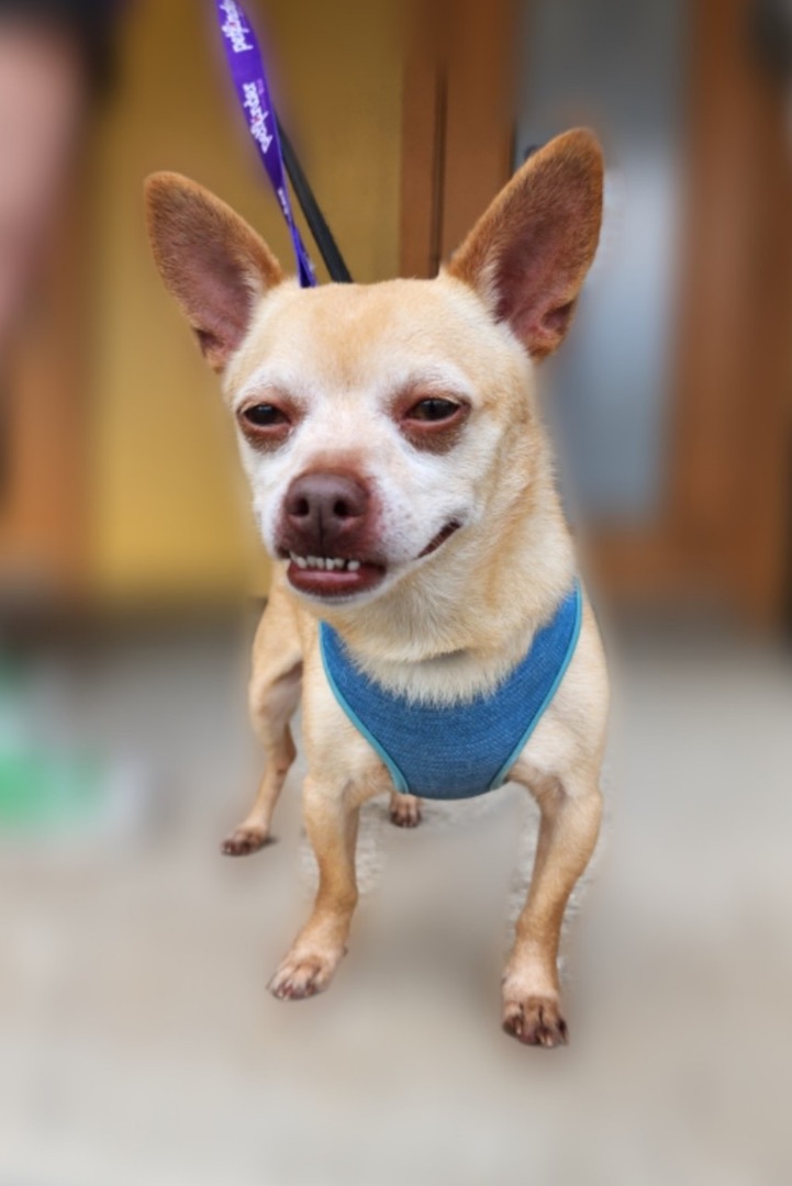 Buddy, a Adoptable mixed breed in Plant City, FL image 2/3