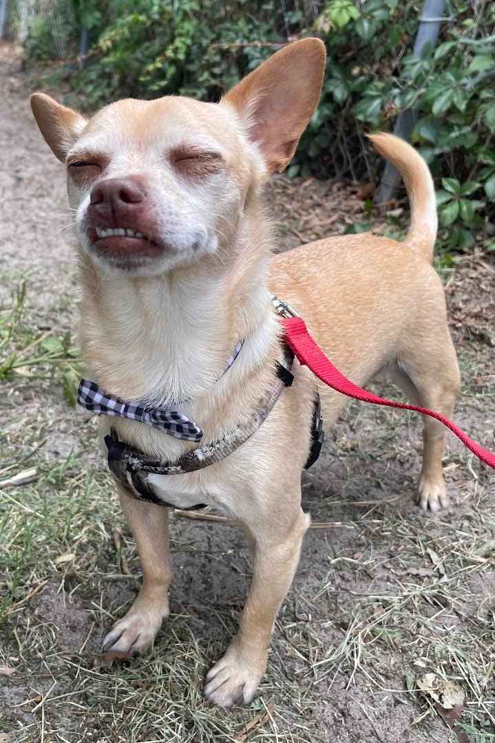 Buddy, a Adoptable mixed breed in Plant City, FL image 3/3