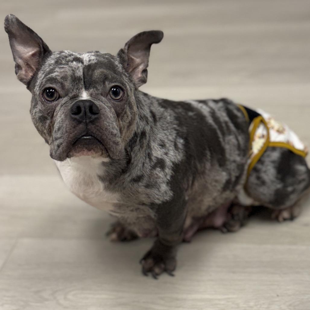 Enlarge Angel, a Adoptable American Bulldog in Proctorville, OH image 1/1